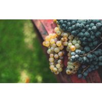 Weinseminar Köln: reife weiße und rote Trauben