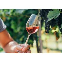 Weinseminar Köln: Winzer im Weinberg