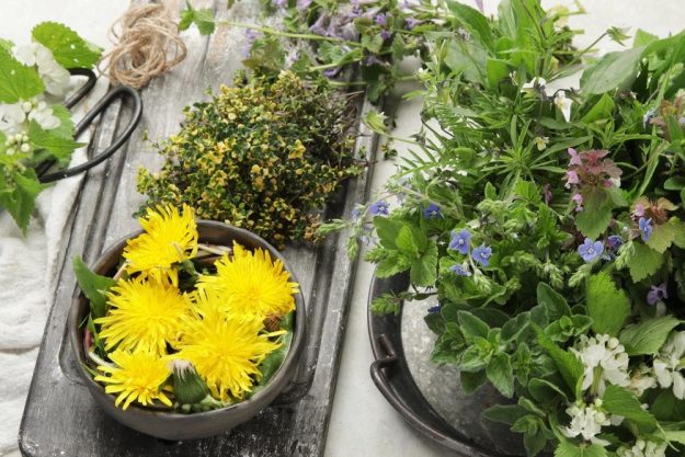 Kräuterwanderung bei Frankfurt – gesammelte Kräuter