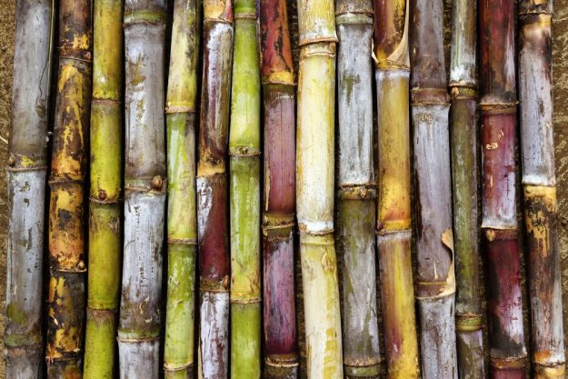 Rum-Tasting Frankfurt – verschiedene Zuckerrohrsorten