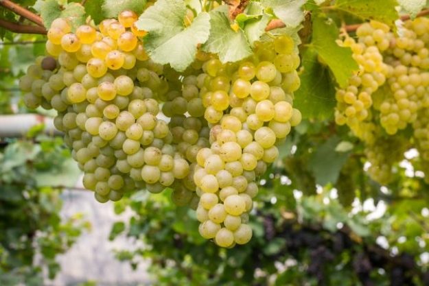 Schaumweinprobe@Home – Weintrauben