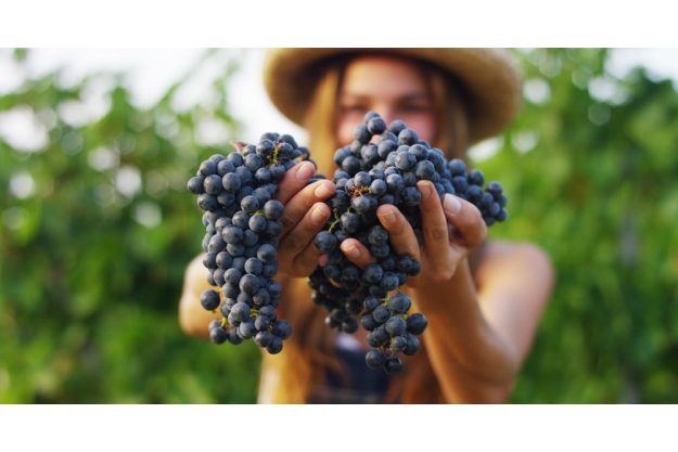 Weinprobe Frankfurt - Frau mit reifen roten Trauben