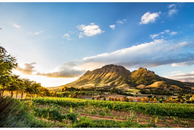 Weinprobe Frankfurt - Weinberg bei Stellenbosch
