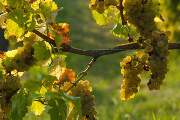 Weinprobe Frankfurt - reife weiße Trauben