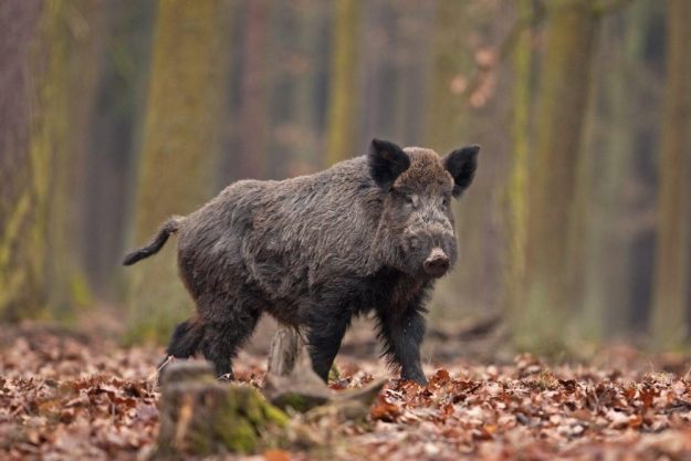 Wildkochkurs Wiesbaden Wildschwein
