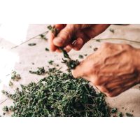 Kräuterwanderung bei Frankfurt – Kräuter abzupfen