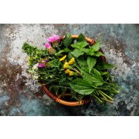 Kräuterwanderung bei Frankfurt – Wildblumen