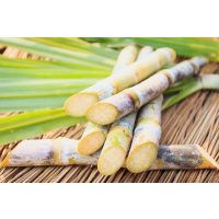 Rum-Tasting Frankfurt – frisches Zuckerrohr