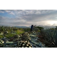 Tequila-Tasting Frankfurt: Agavenernte in Mexiko