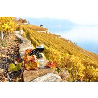 Weinprobe Frankfurt Wein genießen lernen