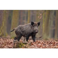 Wildkochkurs Wiesbaden Wildschwein