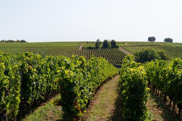 Wein-Tasting Mannheim – französischer Weinberg