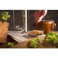 Braukurs Heidelberg – Gerste wiegen und Hopfen