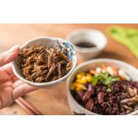 Insekten-Kochkurs Mannheim – frittierte Insekten als Topping