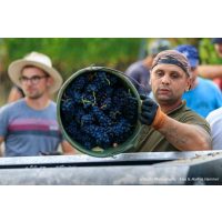 Weinwanderung online mit Essen Weinlese