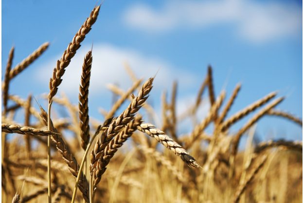 Backkurs Augsburg – erntereifer Dinkel