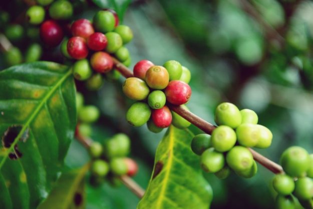 Barista-Kurs-Gutschein – Grüne und rote Kaffeebohnen