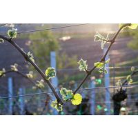 Weinwanderung online 