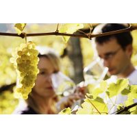 Weinseminar Münster - Winzerprobe