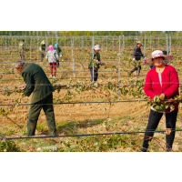 digitales Event Weinreise China Weinarbeit