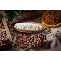 weinprobe-mit-schokolade-Kakaobohnen