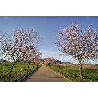 Weinwanderung online mit Essen Frühling