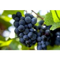 Virtuelle Weinprobe auf dem  Weingut Wilhelmshof