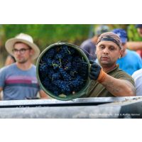 Weinwanderung online ARbeit