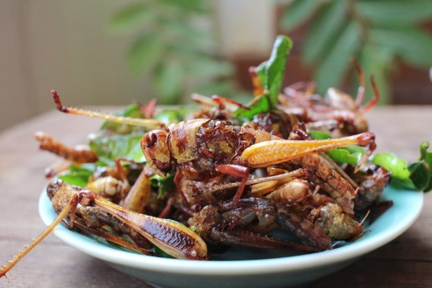 Insekten-Kochkurs Mannheim – krosse Heuschrecken