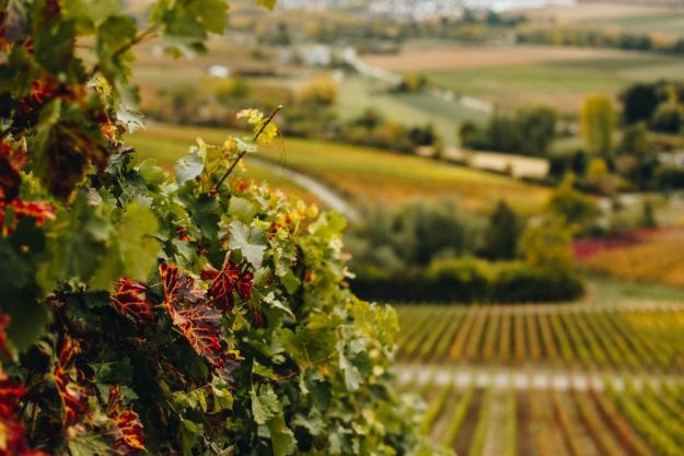 Wein-Wanderung Pfalz: schöner Herbsttag