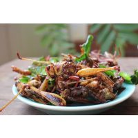 Insekten-Kochkurs Mannheim – krosse Heuschrecken