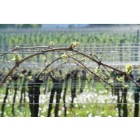 Weinwanderung online mit Essen Weinreben