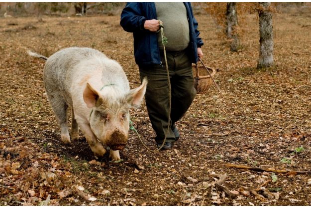 virtuelle Reise ins Piemont Trüffelschweinchen