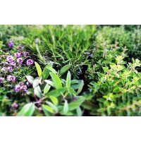 Teambuilding in Essen - frische Gartenkräuter