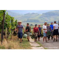 Weinwanderung online Arbeiter