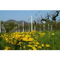 Weinwanderung online mit Essen der Sommer