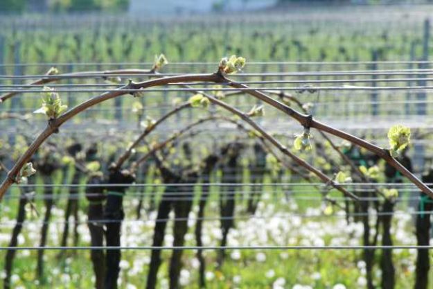 Weinwanderung online Das Jahr im Weinberg
