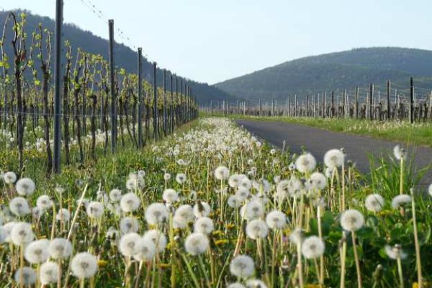 Weinwanderung online mit Essen Herbst