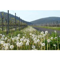 Weinwanderung online Herbst