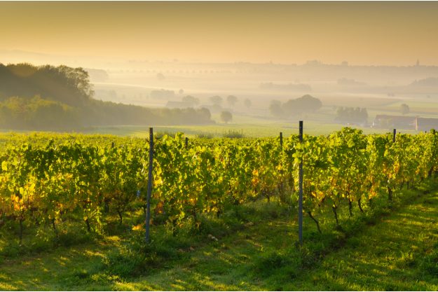 Weinprobe Stuttgart – Weinberge