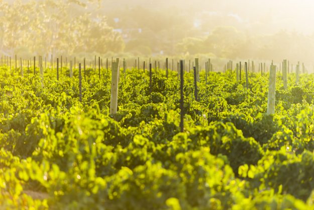 Weinprobe Stuttgart –  Weinreben