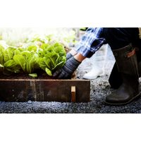 Geschenkidee für Lokalhelden – Selber pflanzen und ernten