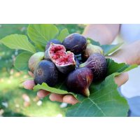 italienischer Kochkurs Stuttgart – frische Feigen