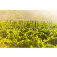 Weinprobe Stuttgart –  Weinreben