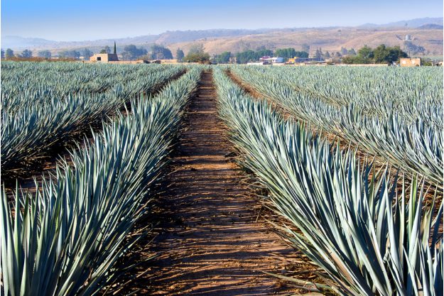 Tequila- und Mezcal-Tasting Berlin – Agavenfeld