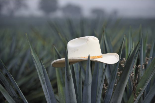 Tequila- und Mezcal-Tasting Berlin – Agave