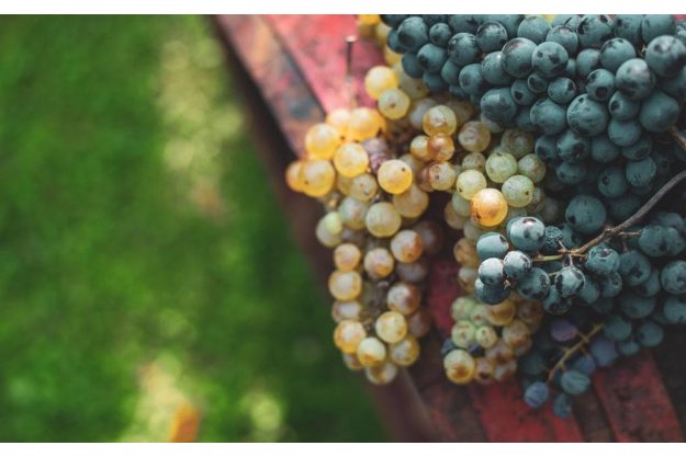 Weinprobe Berlin – rote und weiße Trauben