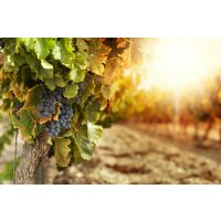 Betriebsausflug in Berlin - Weinrebe im Sonnenuntergang