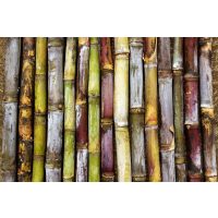 Rum-Tasting Berlin: Zuckerrohr