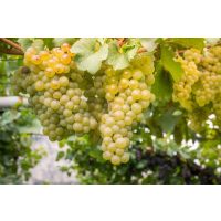 Schaumweinprobe@Home – Weintrauben